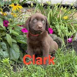 Clark, Chocolate Labrador Retriever Puppy